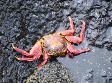 Ecuador - Galapagos