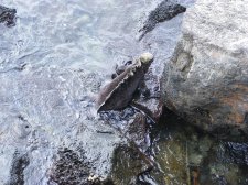 Ecuador - Galapagos