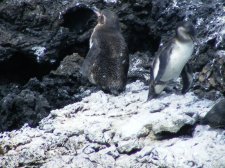 Ecuador - Galapagos