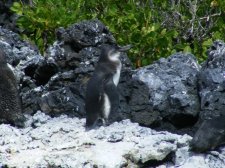 Ecuador - Galapagos