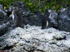 Ecuador - Galapagos