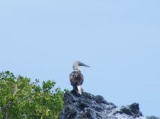 Ecuador - Galapagos