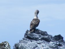 Ecuador - Galapagos