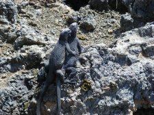 Ecuador - Galapagos