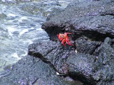 Ecuador - Galapagos