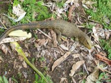 Ecuador 